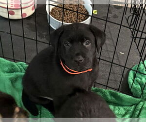 Golden Labrador Dogs for adoption in Aurora, IN, USA