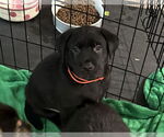 Small Golden Labrador