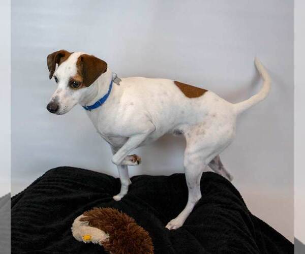 Medium Photo #4 Mutt Puppy For Sale in Kennesaw, GA, USA
