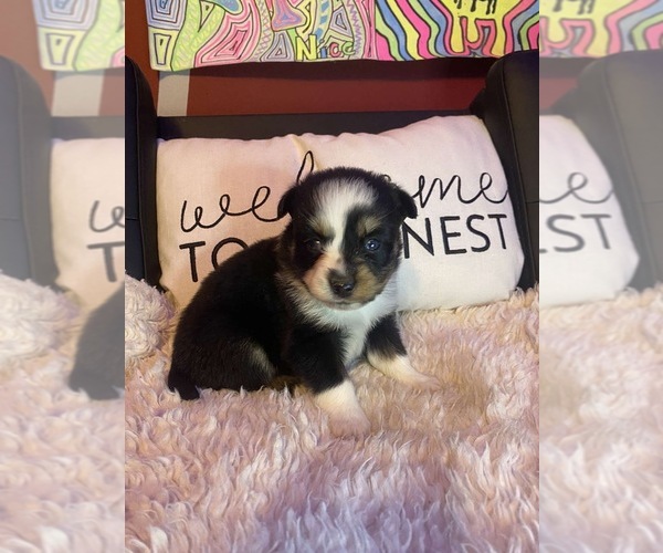 Medium Photo #1 Pomsky Puppy For Sale in BREMEN, MN, USA