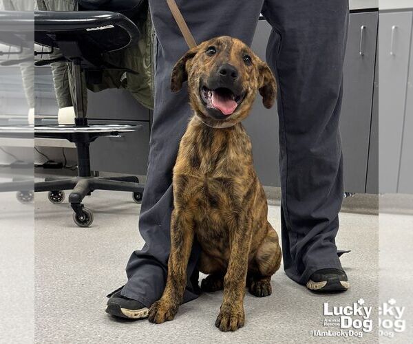 Medium Photo #2 Mutt Puppy For Sale in Washington, DC, USA