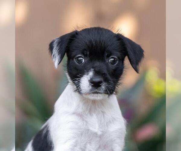 Medium Photo #1 Jack Russell Terrier-Unknown Mix Puppy For Sale in San Diego, CA, USA