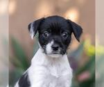 Small Jack Russell Terrier Mix