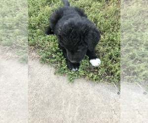 Newfoundland Puppy for sale in EASTON, IL, USA