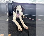 Belle - Female Great Dane-Unknown Mix Dog for Adoption - Small photo