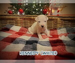 Small Photo #20 Dogo Argentino Puppy For Sale in MODESTO, CA, USA