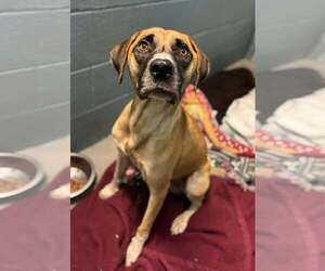 William - Male Mutt Dog for Adoption - Photo #2