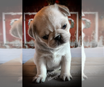 Small Photo #6 Pug Puppy For Sale in DANVILLE, KY, USA