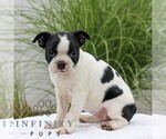 Small #4 Boston Terrier