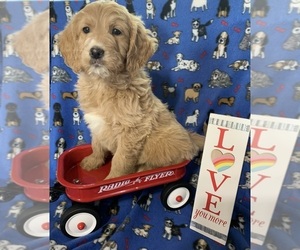 English Cream Golden Retriever-Poodle (Standard) Mix Puppy for sale in DEARBORN, MO, USA