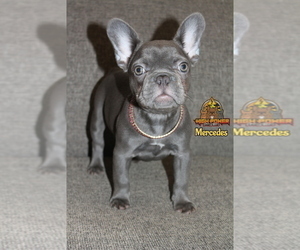 French Bulldog Puppy for sale in SAN FRANCISCO, CA, USA