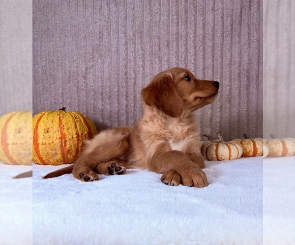 Medium Photo #5 Golden Retriever Puppy For Sale in INDIANAPOLIS, IN, USA