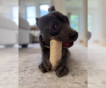 Small #1 American Staffordshire Terrier-Labrador Retriever Mix