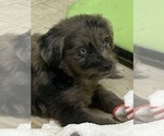 Small #2 F2 Aussiedoodle