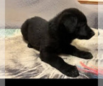 Small #2 German Shepherd Dog