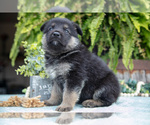 Small #1 German Shepherd Dog
