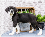 Small #9 Great Dane