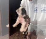 Puppy Aurora Saint Bernard