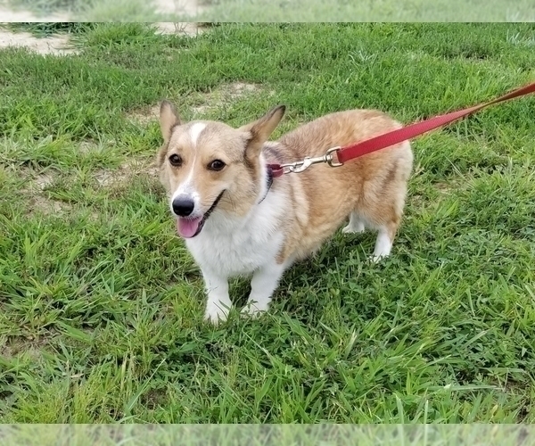 Medium Photo #1 Pembroke Welsh Corgi Puppy For Sale in CLARK, MO, USA