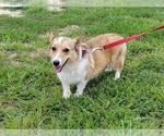 Small Photo #1 Pembroke Welsh Corgi Puppy For Sale in CLARK, MO, USA