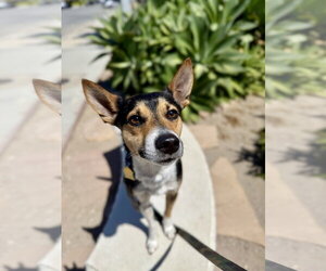 Rat Terrier-Unknown Mix Dogs for adoption in Seal Beach, CA, USA