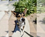 Small Rat Terrier Mix