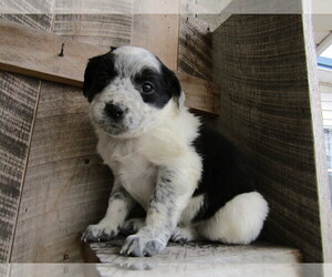 Border Collie Puppy for sale in KALAMAZOO, MI, USA