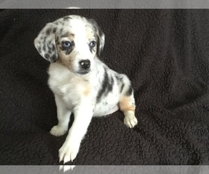 Australian Shepherd-Beagle Mix Puppy for sale in MANKATO, MN, USA