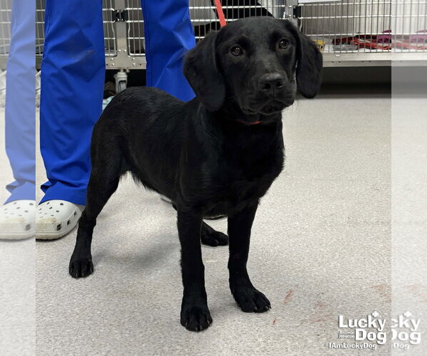 Medium Photo #2 Labrador Retriever-Unknown Mix Puppy For Sale in Washington, DC, USA