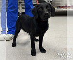 Small #1 Labrador Retriever Mix