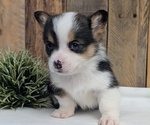 Small Photo #45 Pembroke Welsh Corgi Puppy For Sale in GOSHEN, IN, USA