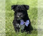 Small #1 Morkie