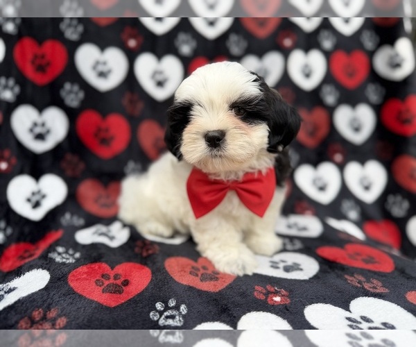 Medium Photo #6 Zuchon Puppy For Sale in LAKELAND, FL, USA