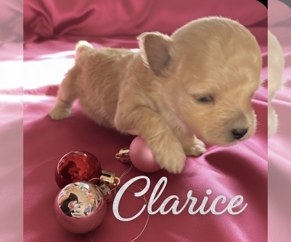 Medium Photo #1 Poodle (Toy) Puppy For Sale in MATTOON, IL, USA