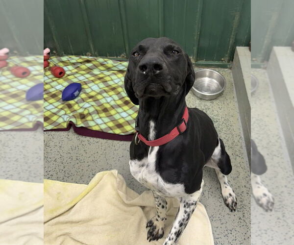 Medium Photo #2 Mutt Puppy For Sale in Osgood, IN, USA