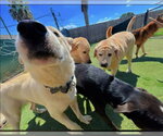 Small Photo #5 Labsky Puppy For Sale in Winston Salem, NC, USA