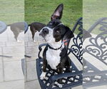 Small Photo #4 American Pit Bull Terrier-American Staffordshire Terrier Mix Puppy For Sale in Chester, VA, USA