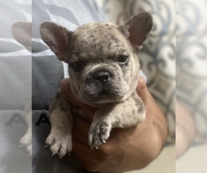 French Bulldog Puppy for sale in LINCOLN, NE, USA