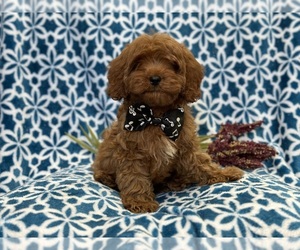 Cavapoo Puppy for sale in LAKELAND, FL, USA