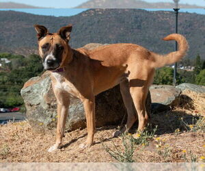 German Shepherd Dog-Unknown Mix Dogs for adoption in San Andreas, CA, USA