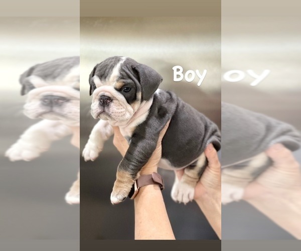 Medium Photo #11 English Bulldog Puppy For Sale in HENDERSON, NV, USA