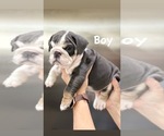 Small Photo #11 English Bulldog Puppy For Sale in HENDERSON, NV, USA