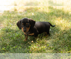 Dachshund Puppy for sale in NAPPANEE, IN, USA