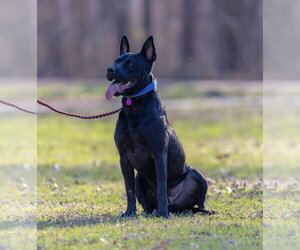 Dante - Male American Pit Bull Terrier-German Shepherd Dog Mix Dog for Adoption - Photo #6