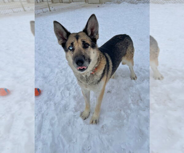 Medium Photo #4 Gerberian Shepsky Puppy For Sale in Pierceton , IN, USA