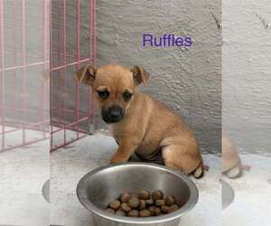 Cairn Terrier-Unknown Mix Dogs for adoption in Turlock, CA, USA