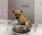 Small Cairn Terrier Mix