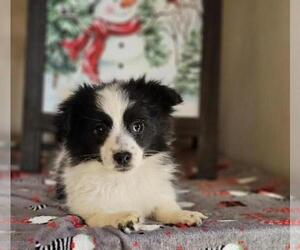 Chiranian Puppy for sale in INDIANAPOLIS, IN, USA