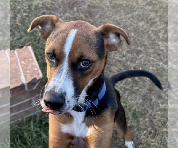 Medium Photo #3 Mutt Puppy For Sale in OKLAHOMA CITY, OK, USA