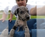 Small Photo #1 Great Dane Puppy For Sale in FARMERSVILLE, TX, USA